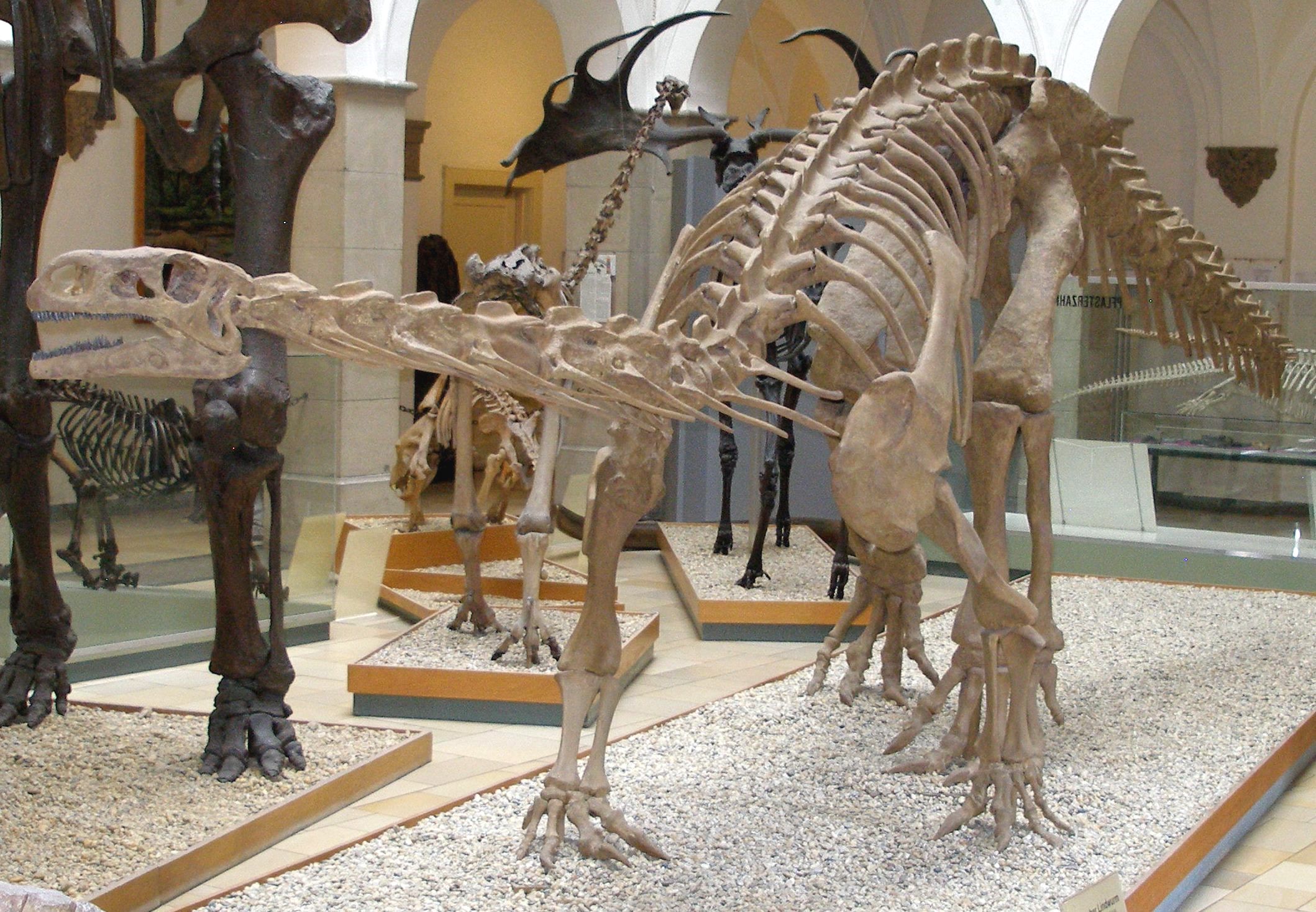 Plateosaurus Engelhardti Www bio nickl de