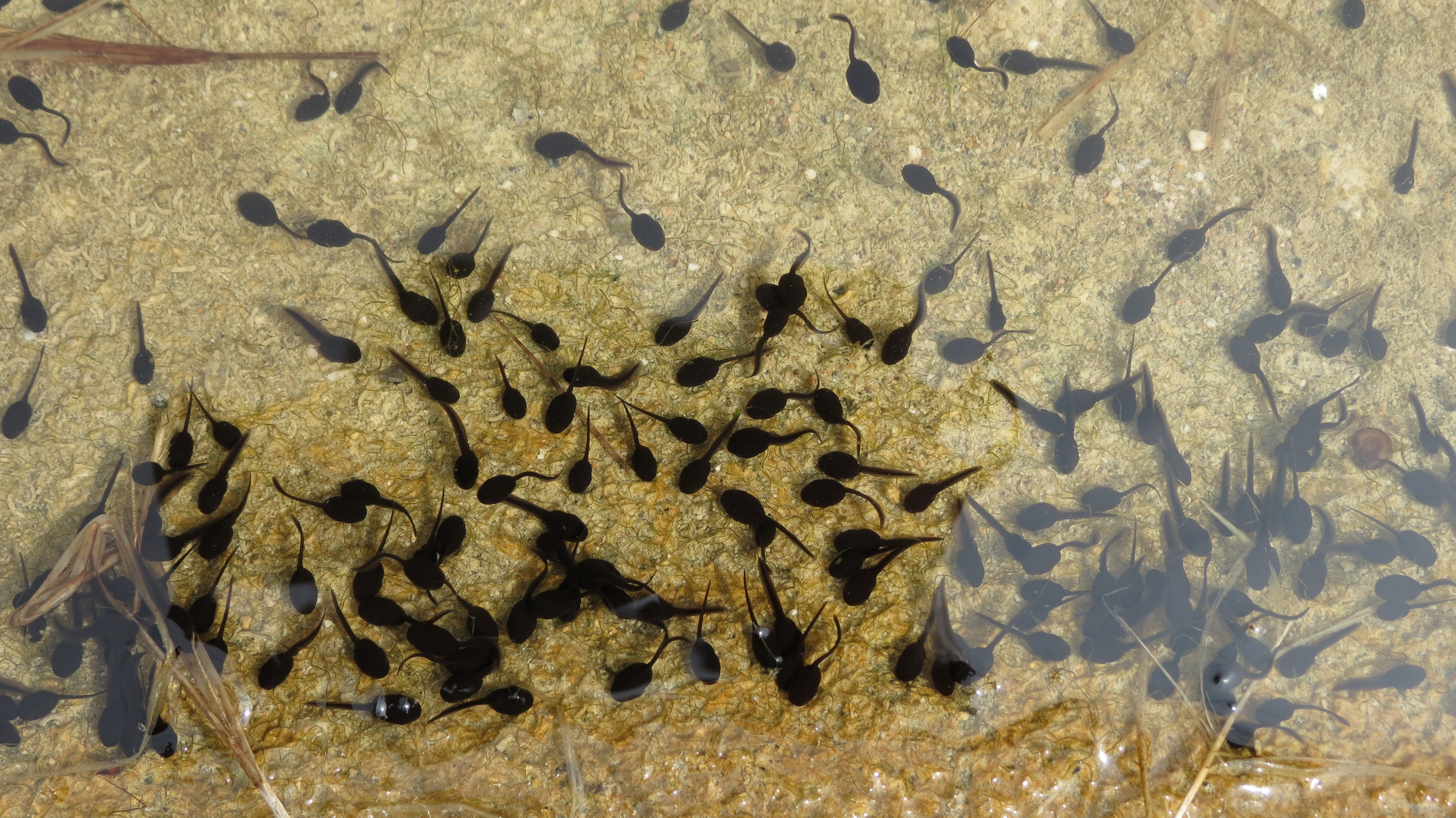 55+ Schwarze Kaulquappen Im Teich, Überall wuseln winzige, schwarze